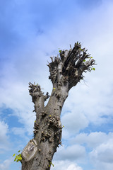 Pruned tree