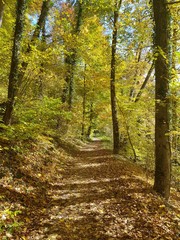 Waldweg durch herbstlichen Laubwald