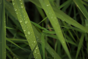 Yapraklardaki ferahlık
