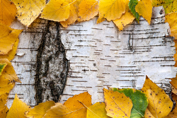Фон из коры дерева березы и желтых листьев. © elenagrigorieva