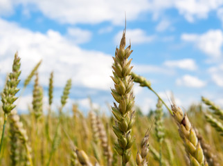 Wheat spike on the background of the field
