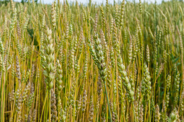 background of the field