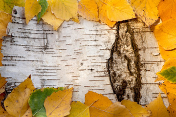 Фон из коры дерева березы и желтых листьев. © elenagrigorieva