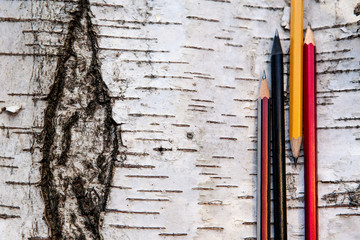 Кора дерева березы и карандаши. © elenagrigorieva