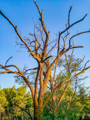 The nature even if it is dead, is still beautiful.