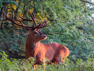 Naklejka na ściany i meble Portrait of red deer stag under golden morning light