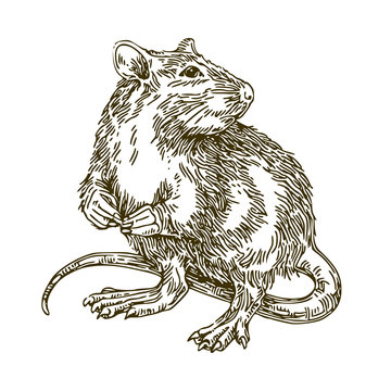 Rat. Sketch. Vector illustration.