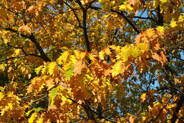 Kolorowe liście dębu