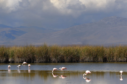 Paisaje con flamencos (Phoenicopterus chilensis)