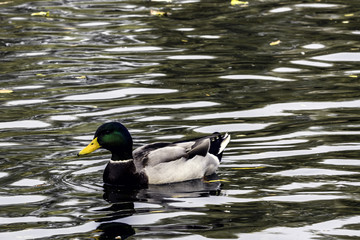 Fototapeta premium Mallard / Wild Duck