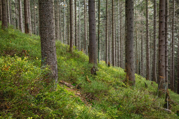 Obraz premium Trees in Krkonose - Czech Republic
