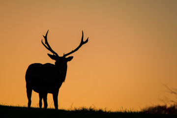 Silhouette of a large red stag with background golden morning sky