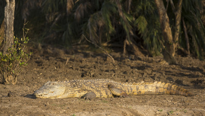 Large Nile Crocodile