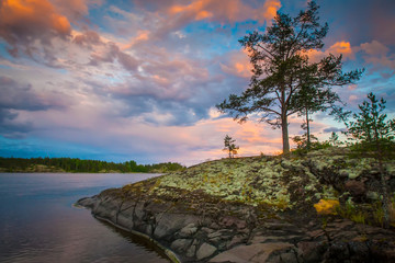 Sunrise. A lonely tree on the shore. Karelia. Russia. Ladoga lake. Morning in Karelia on the shore of the Ladoga lake. Northern nature.