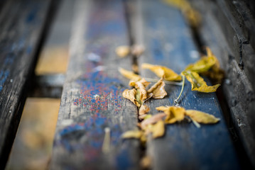 Abstract Image of Fallen Leafs on Old bench with Red and Blue paint