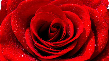 Roten Rose im Morgentau