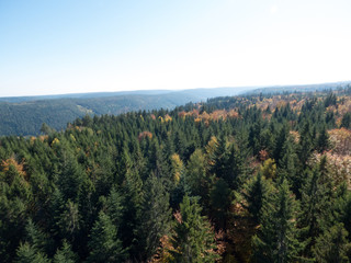 the black forest in autumn