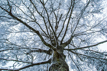 A tree in the snow. Snow covered the branches of the tree.