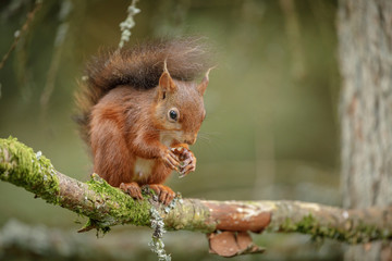 British red squirrel