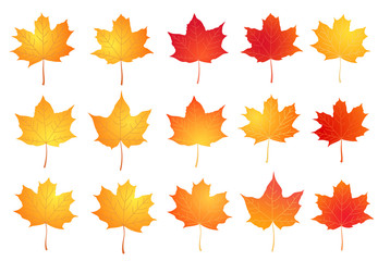 Set of realistic autumn maple leaves. Vector