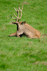 Large red deer stag resting under the midday sun