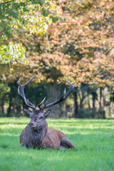 Injured red deer stag resting on the ground