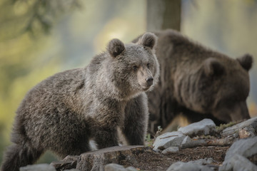 Naklejka premium Bear cub and mother in Slovenia