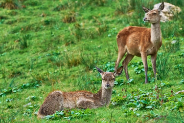 Deers on the Slope of a Hill