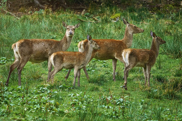 Deers on the Slope of a Hill