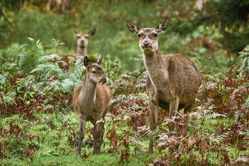 Deers in the Forest