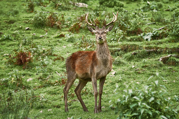 Deer Standing on the Grass