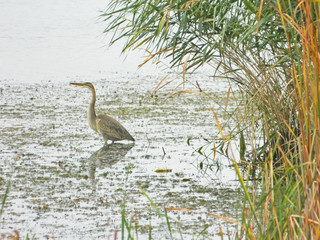 Purple heron, Ardea purpurea, standing in the river near the reed bed in autumn