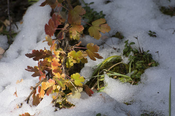 couleurs d'automne canada