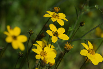 Bidens ferulifolia