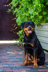 portrait of a dog of breed a rottweiler on walking