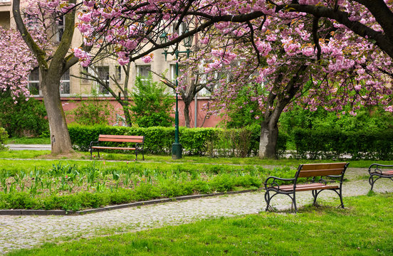 beautiful springtime background. Pink Sakura trees behind the wooden bench in blossoming city park