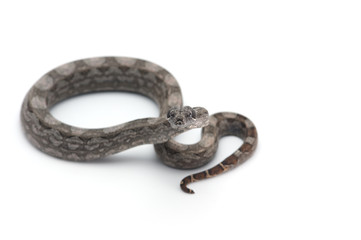 Argentine boa constrictor isolated on white background