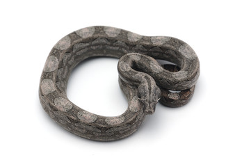 Argentine boa constrictor isolated on white background