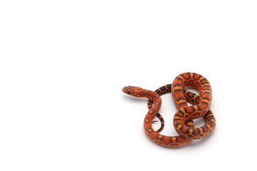 Naklejka premium scaleless corn snake isolated on white background