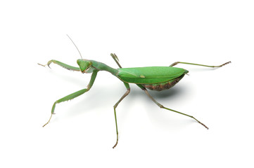Giant green mantis isolated on white background