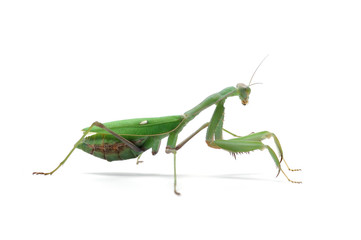 Giant green mantis isolated on white background