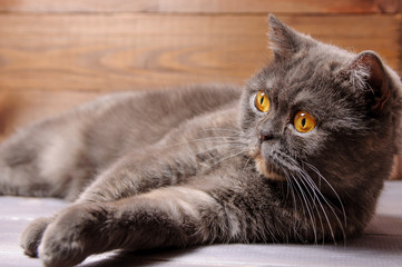 British cat on a table on the background of a wooden fence