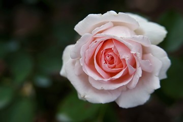 pink rose