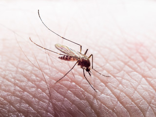 Yellow Fever, Malaria or Zika Virus Infected Mosquito Insect Bite