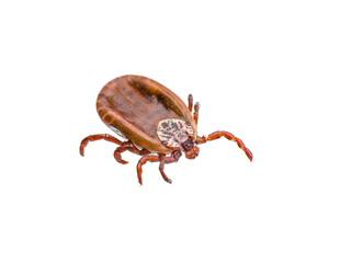 Encephalitis or Lyme Virus Infected Tick Arachnid Insect Isolated on White