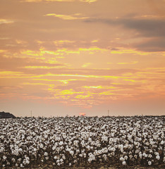 Arkansas Cotton Field {Bowman}