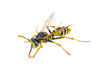 Yellow Jacket Wasp Insect Isolated on White