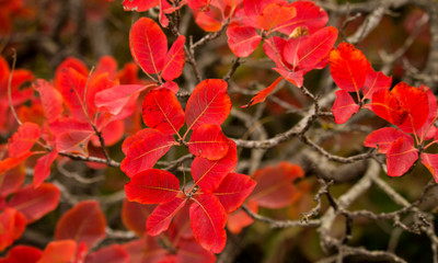 Autumn, red leaves. Background