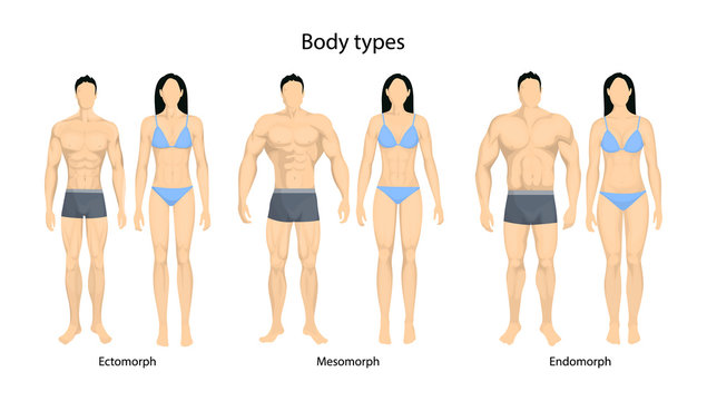 Human body types.
