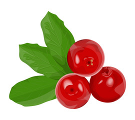 Isolated red cowberries